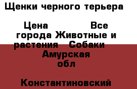 Щенки черного терьера › Цена ­ 35 000 - Все города Животные и растения » Собаки   . Амурская обл.,Константиновский р-н